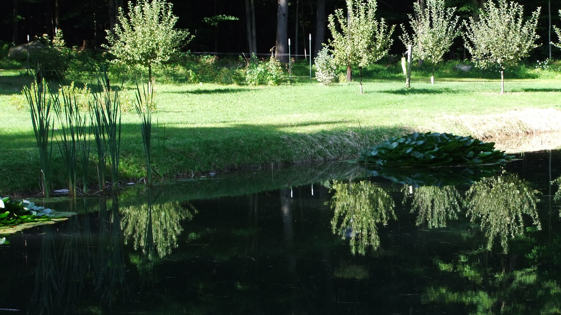 august27pond040.jpg