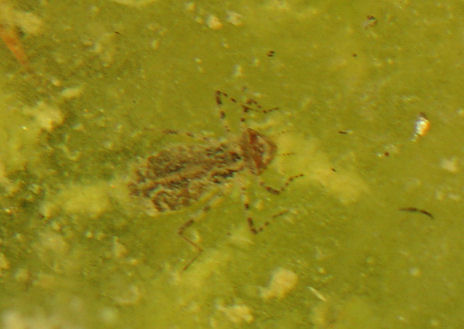 Pond20090627_5.jpg
