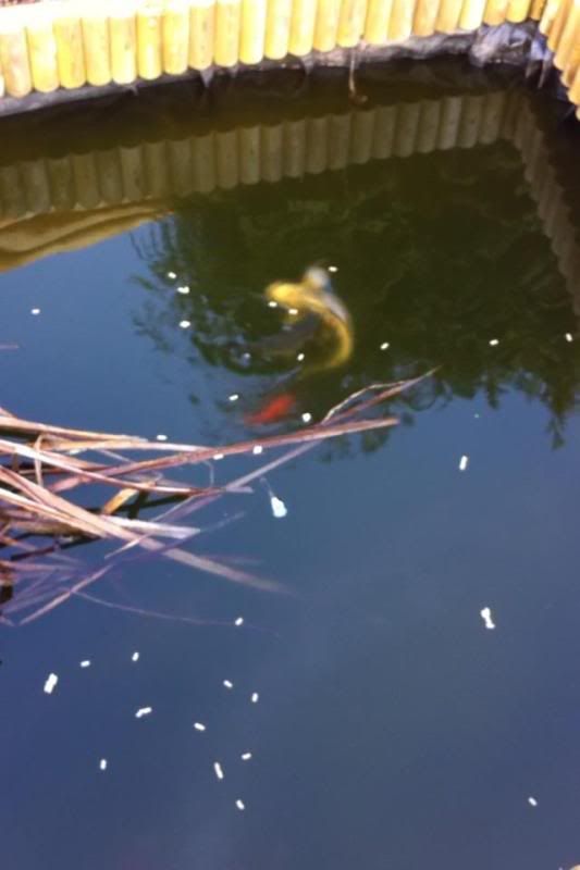 newfishfeeding5.jpg