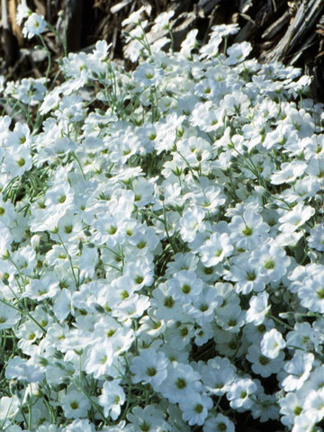p_BHG109550.jpg