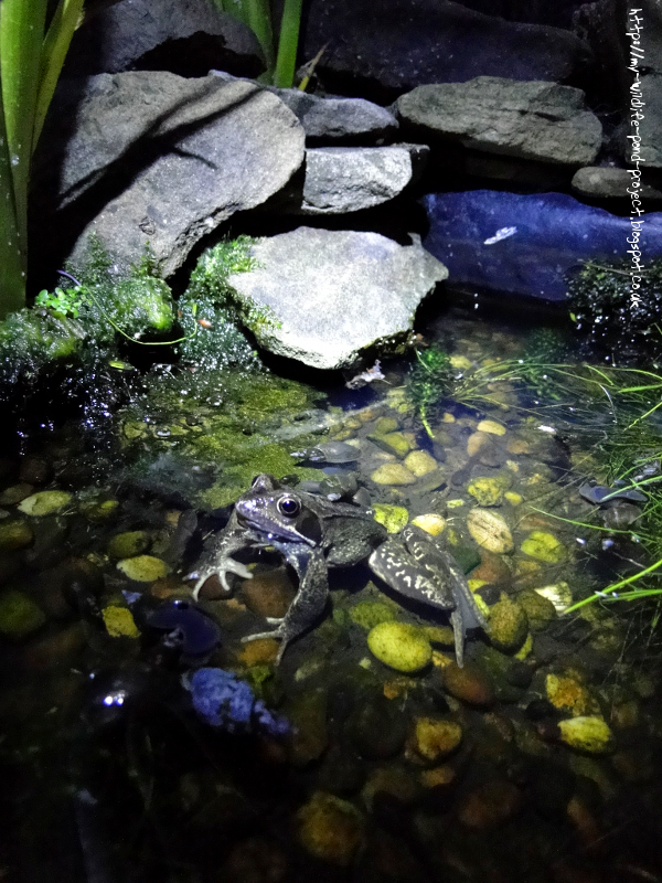 frog-01.png