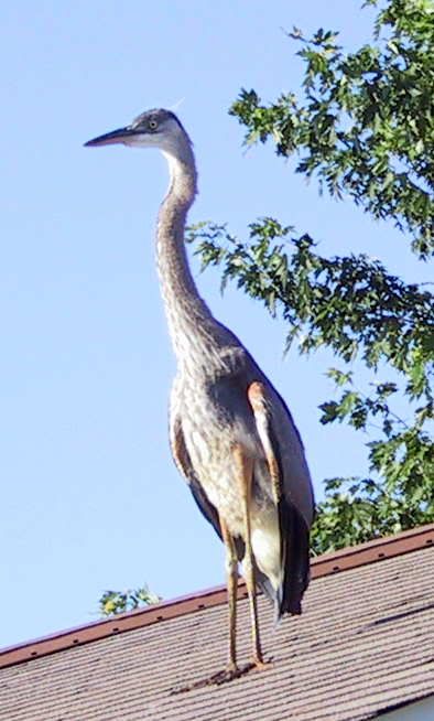 heron1.jpg