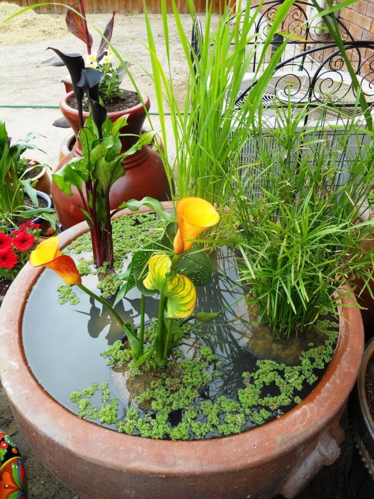 DSCN3687_zps9e1ea958.jpg