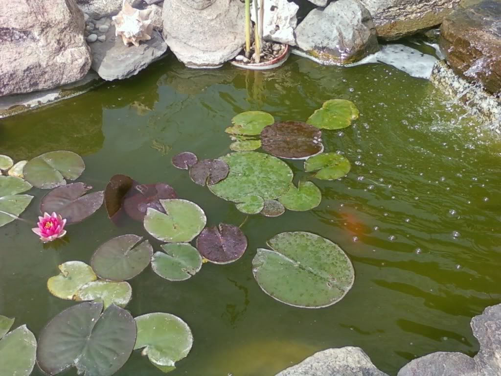 img1249273975343.jpg