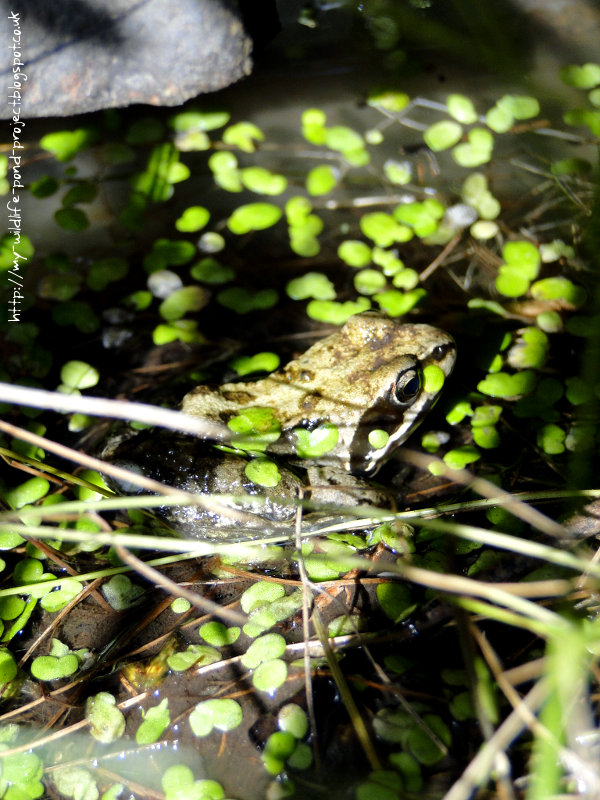frog-01-22June2014.png