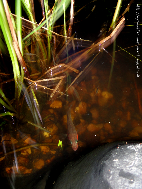 stickleback-01-16May2014.png