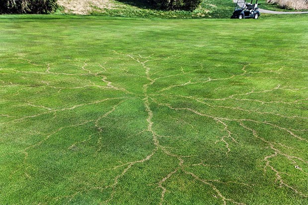 This-is-what-lightning-does-to-grass.jpg