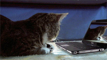 funny-cat-laptop-gif-within-gif-animated-pics.gif