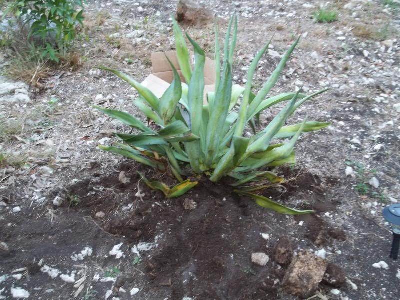 agave001_zpsfc714368.jpg