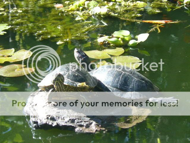 turtle007.jpg