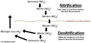 nitrification_denitrification_zps4322656b.gif