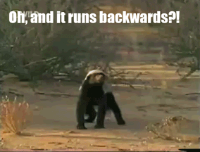 Honey_badger_runs_backwards_gif.gif