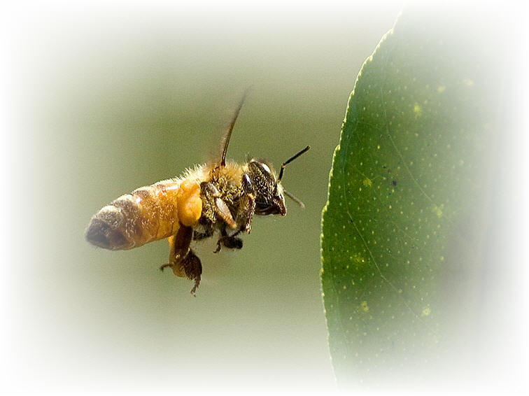 honey-bee-facts.jpg