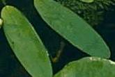 water_hawthorne-leaf.jpg