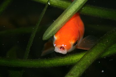 Female goldfish may bloat during the breeding season.