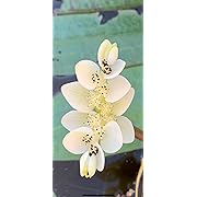 Live Aquatic Pond Plant Water Hawthorn: Hardy Outdoor Garden Water Pond Plants Lily Like Floating Pads Goldfish Koi Lotus Ponds Loves Shade Sun Flowers Beautiful White Vanilla Scented Lily Flower