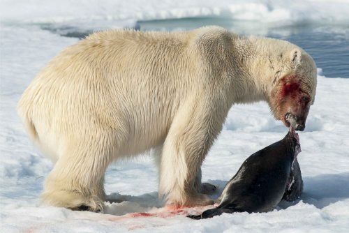 polar-bear-feeding_shutterstock_sm.jpg