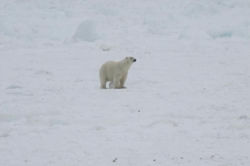 melrose-nfld-polar-bear-02_2017-april-3_brandon-collins-shared-photo-the-packet.jpg