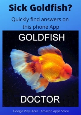 www.about-goldfish.com