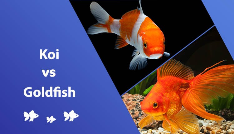puregoldfish.com