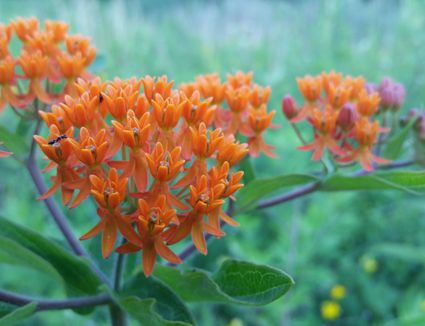 close-up-of-butterfly-weed-blooming-outdoors-640440787-587d6d1d3df78c17b6445b5f.jpg