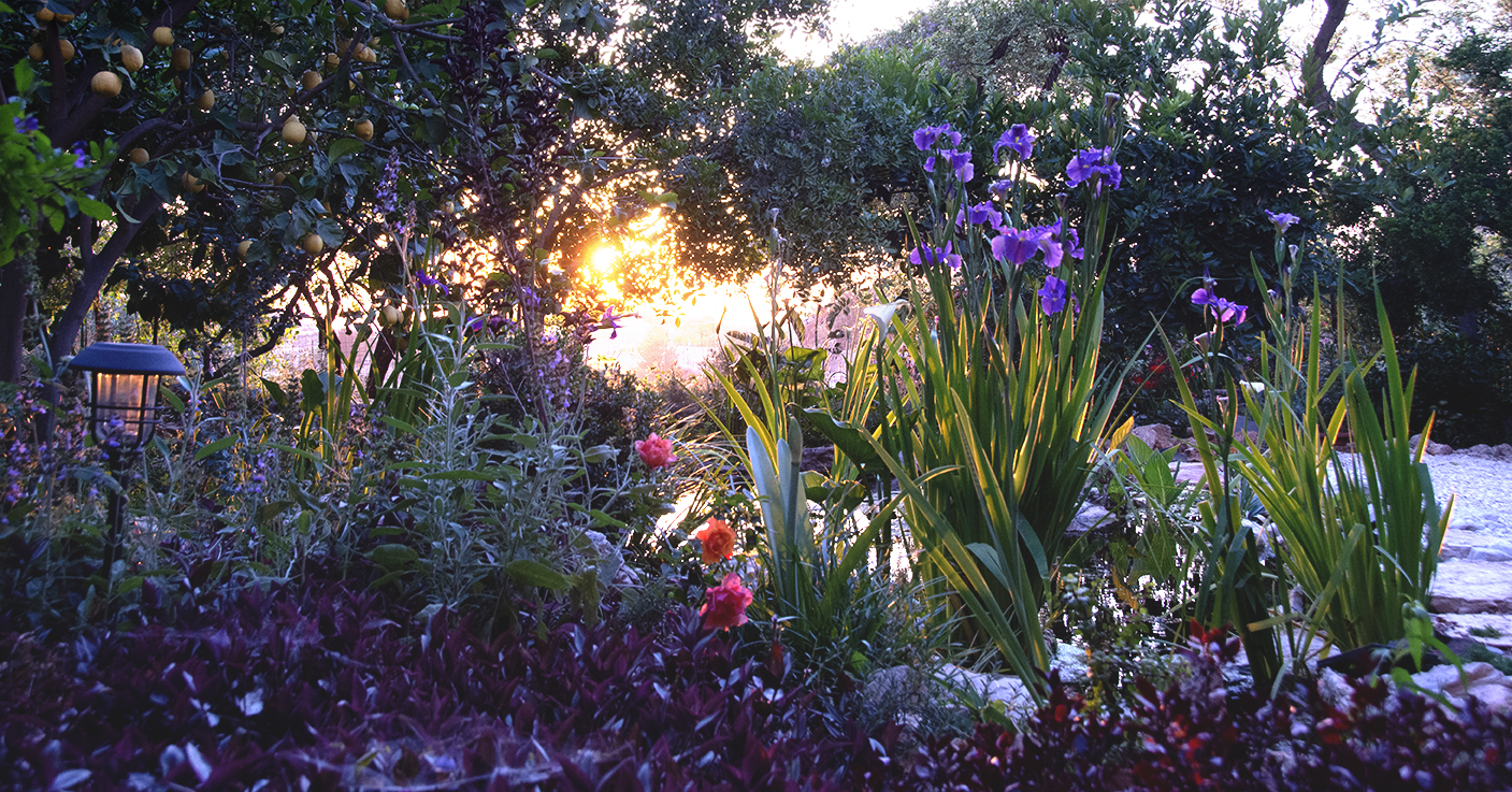 Irises-at-sunset_3May23_web.jpg