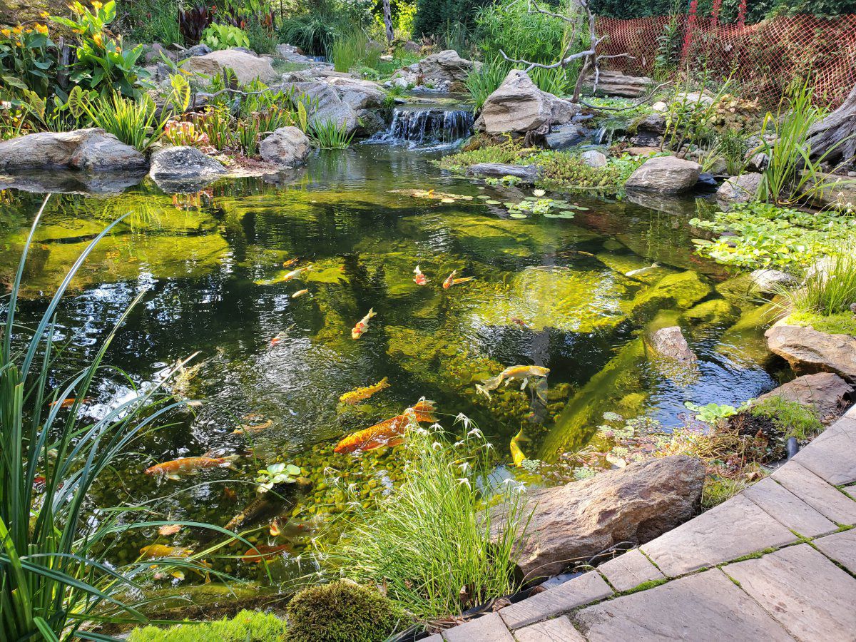 Honored and Proud to have been chosen Aquascapes DIY pond of the year for  2023. 12,000 Gallon Koi Pond, Full Build