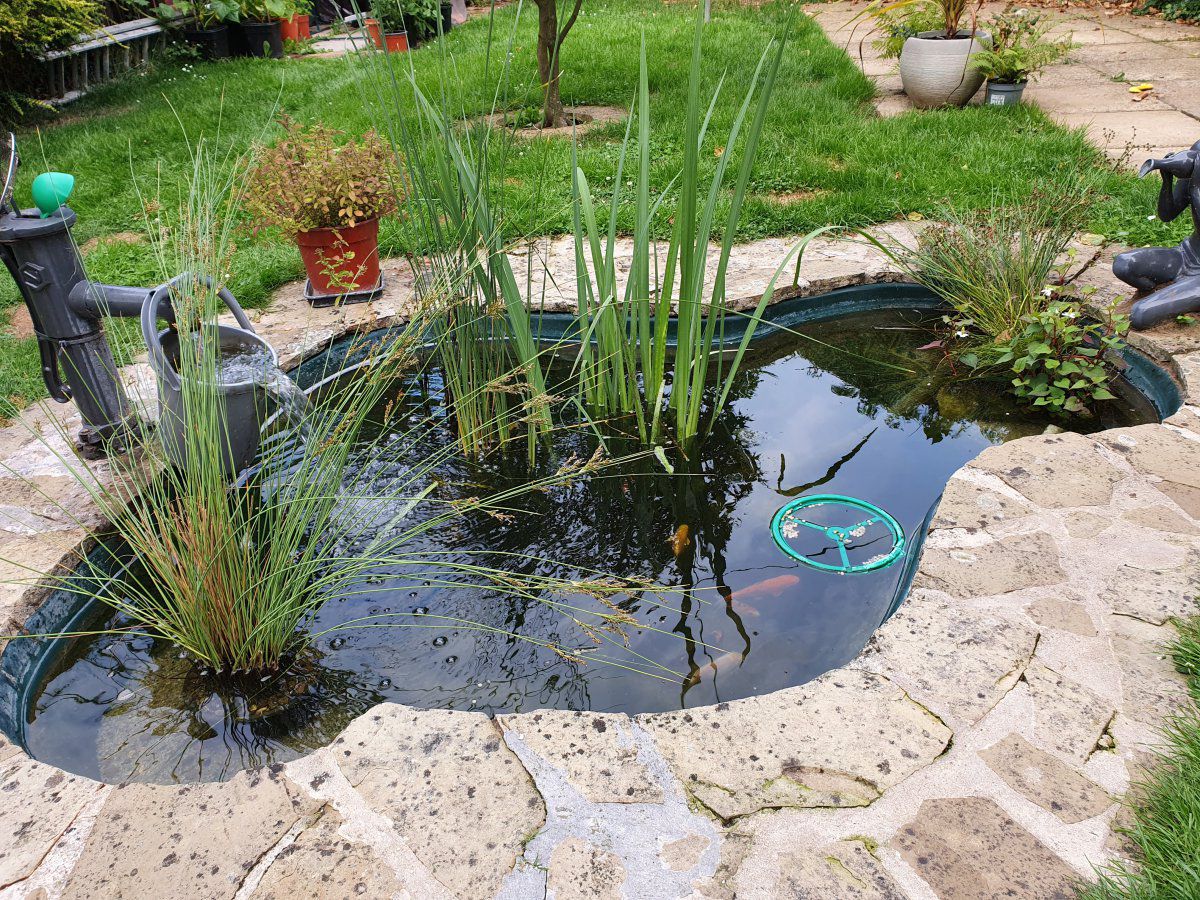 Pond and Koi 1 year update | Garden Pond Forums